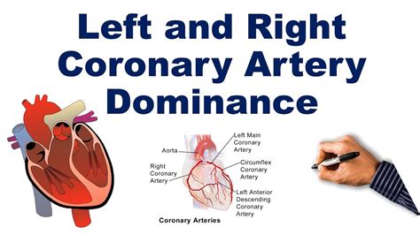 Coronary Artery Left And Right Dominance Usmle Step Nclex Comlex