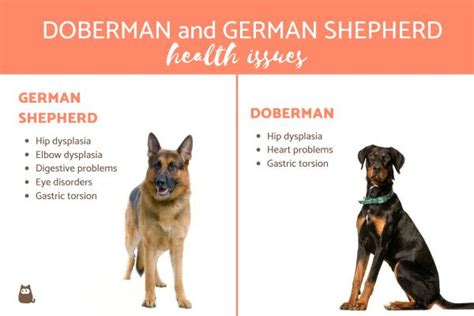 Doberman Vs German Shepherd What Are The Differences