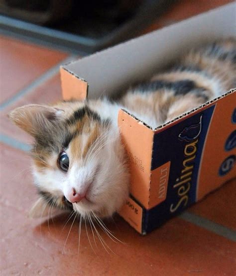 Assist with aethas and rommath's experiment. 20 Of The Funniest Pictures Of Cats In Boxes