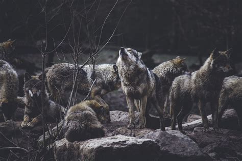 Learn More About Regional Wolf Populations — Wolves Unlimited