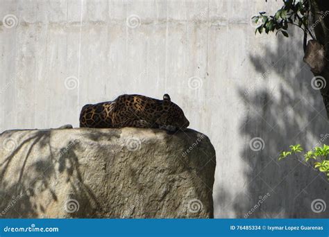 Jaguar Resting In Captivity Stock Photo Image Of Animal Repose 76485334