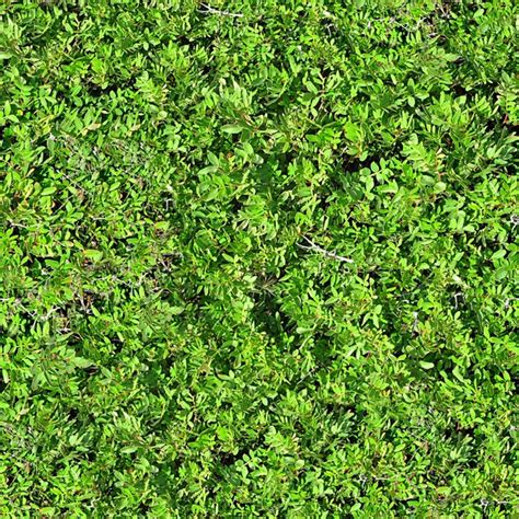 Ground Cover Seamless Texture Tile Stock Photo By