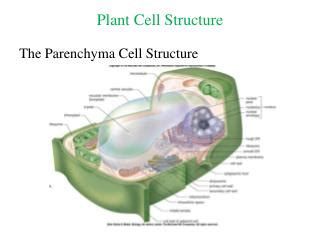 The lesson covers all important questions based on cell structure and function. PPT - Ultra-structure of plant cells PowerPoint ...