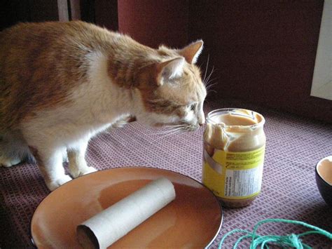 Can Cats Eat Peanut Butter? - A Heart-Breaking Answer in ...