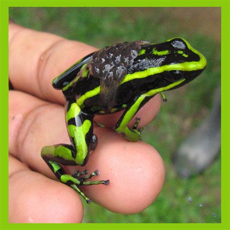Free Images Forest Animal Green Jungle Father Amphibian Fauna