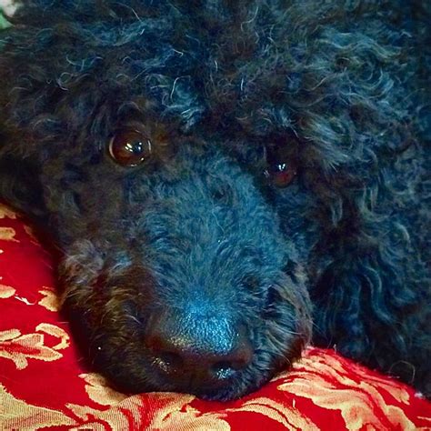 That Face Abby~2014 Standard Poodle Poodle I Love Dogs