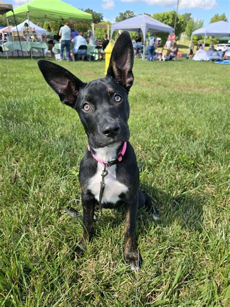 Wags And Wiggles Fort Wayne