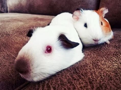 Himalayan Guinea Pig Breed Profile Origins Pictures Care Traits