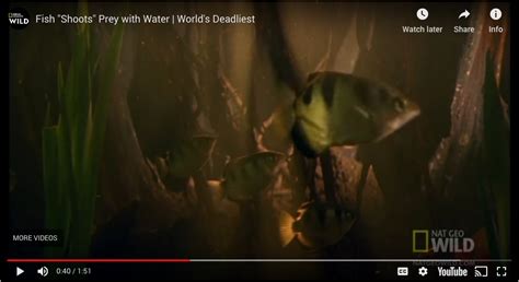 Chatareus do not shoot from a position directly below the. The Archer Fish, Geometry, and Physics | Media4Math