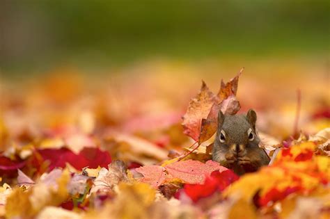 Images Squirrels Leaf Autumn Nature Animal