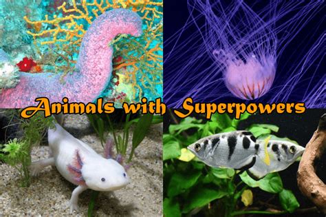 20 Animals With Superpowers Unbelievable List