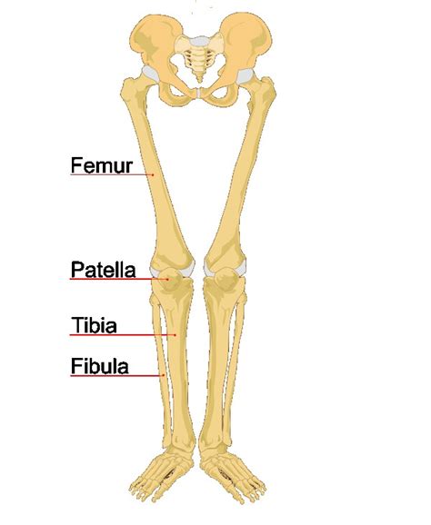 Explore the fascination world of human bones. human-leg-bones-labeled_l | Biolulia European Sections