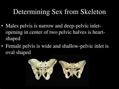 Ppt Identification Of Human Remains Powerpoint Presentation Free Download Id1487312