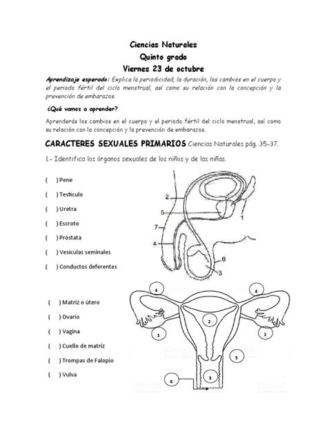 Caracteres Sexuales Primarios 22 Octubre Pdf Ciclo Menstrual
