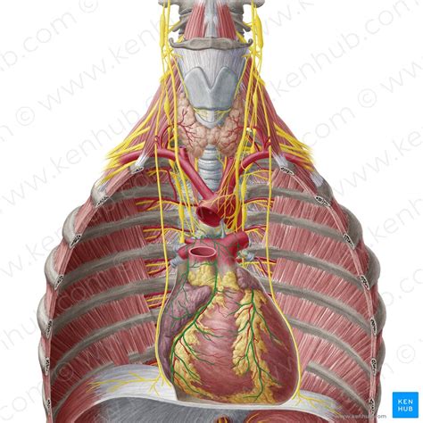 Conduction system of the heart: Parts and Functions | Kenhub