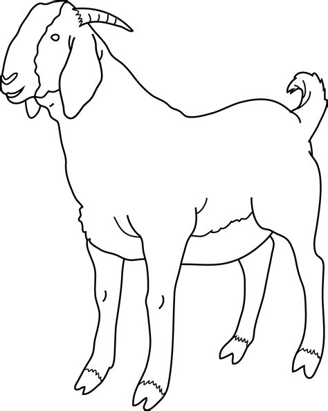 Boer Goat Clip Art