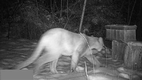 Cougar Spotted Roaming In Northwest Wisconsin