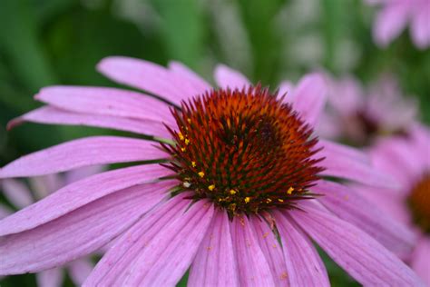 Choose coneflower for a summer's worth of color. Magnus Purple Coneflower is a summer flowering perennial.
