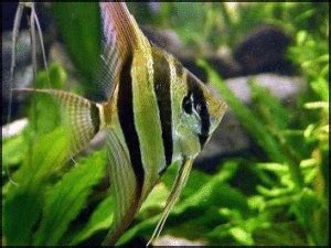 Can oscars live with african cichlids? Angelfish (Pterophyllum Scalare)Care & Spawning Guide from ...