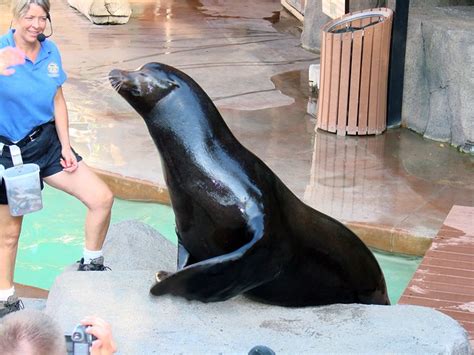 Zoo Seal Show 1 San Diego Zoo A Sea Lion Performs Team Zimminson