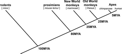 Cladogram Showing The Evolutionary Divergence Between Humans Rodents