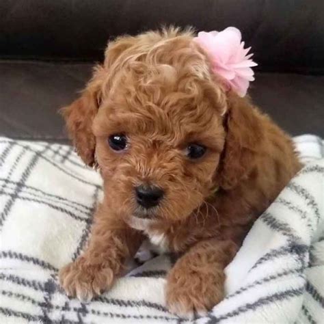 Long term ambition to produce happy healthy mini teddy bears! Teacup Cavapoo Puppies for sale -Micro Cavapoos -Mini ...