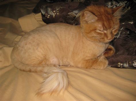Cats shaved like a lion, hoax or crazy owners. Cat Sat | Tomatoes in Love