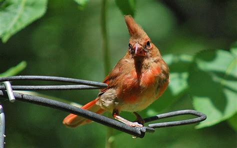 Juvenile Male Cardinalvery Young Cardinals Can Almost Be Termed Dorky