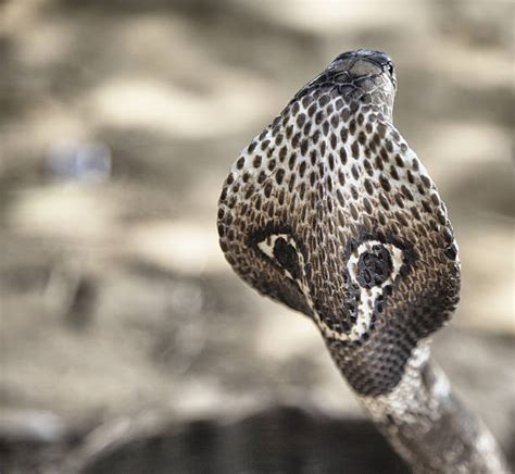 King Cobra Pictures Images And Stock Photos Istock