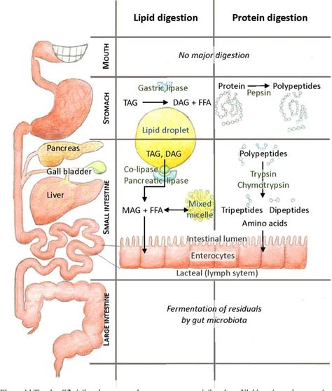 Lipid And Protein Digestion And Absorption In 2024 Basic Anatomy And