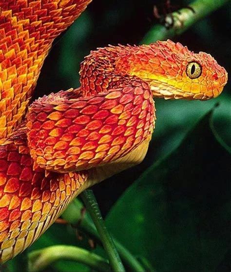 Rainforest Colored Snake Pretty Snakes Cool Snakes Colorful Snakes