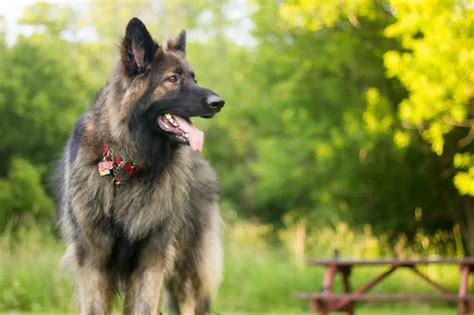 Shiloh Shepherd Dog Breed Information And Characteristics