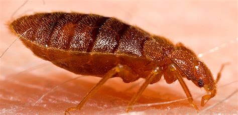 3 Signs Of Bed Bugs People Can Miss Flick New Zealand