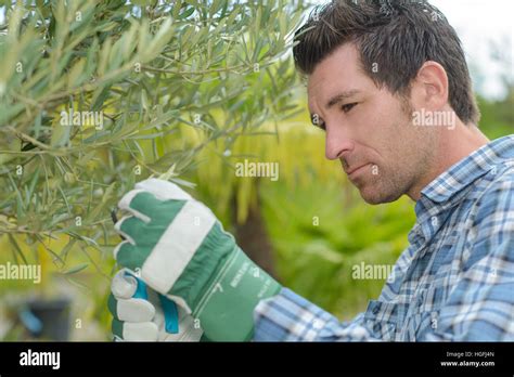 Man Pruning Hedge Stock Photo Alamy