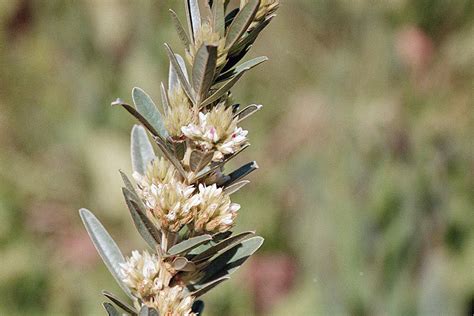 In a head (7 or more petals): Minnesota Seasons - round-headed bush clover