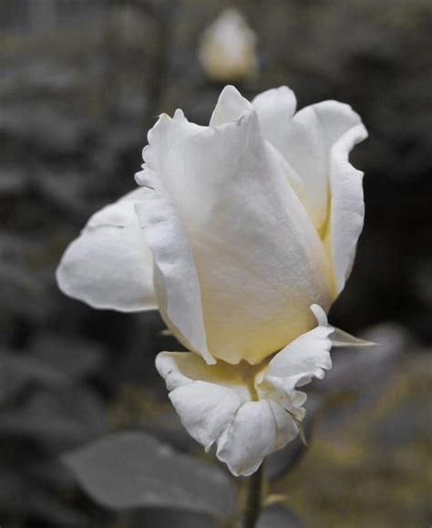 Single White Rose Photograph By Diana Dimitrova
