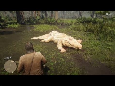 You'll need to hunt in this guide, we're going to show you red dead redemption 2 legendary alligator location, to help. How To Hunt An Alligator Rdr2 - Find Howtos