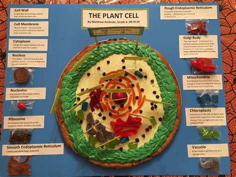 2 cells the cell is one of the most basic units of life. Pin by Katherine Andrade on Matthew's 6 Grade Science ...