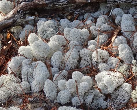 That is equivalent to 4 to 8 grams per day. Gaia Garden: Reindeer Moss - But There Were No Reindeer in ...