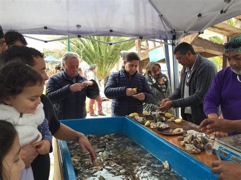 cultivo de ostra japonesa pionero en chile permitirá la diversificación acuícola en la región de