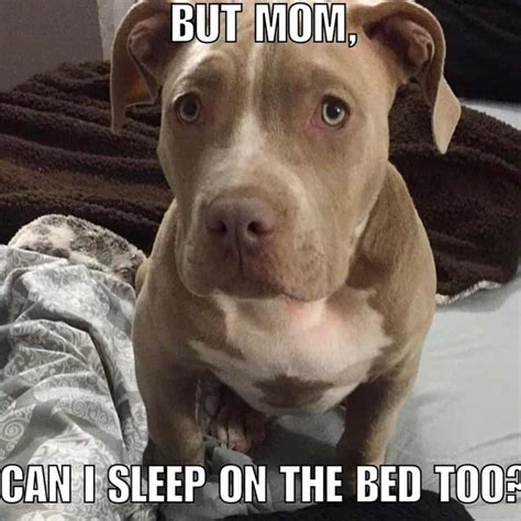 50 Best Pitbull Memes On The Internet Doggypedia