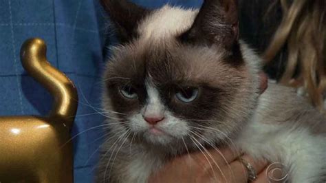 Grumpy Cat Viral Meme Sensation Dies Aged 7