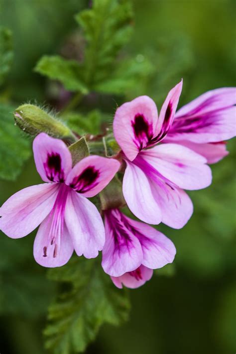 12 Plants That Repel Mosquitoes - Natural Mosquito Repellent Plants