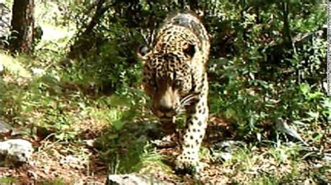 Video Captures Only Known Wild Jaguar In The Us In Arizona Rare Cats