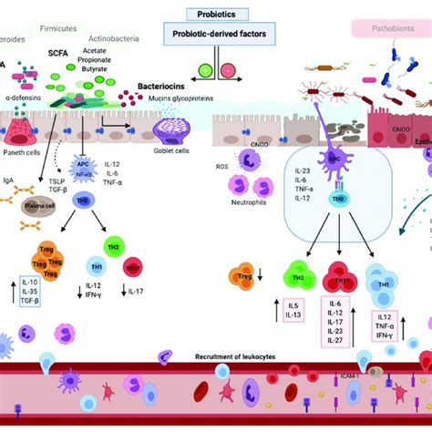 Immunopathogenic Mechanisms In Inflammatory Bowel Diseases Ibds And