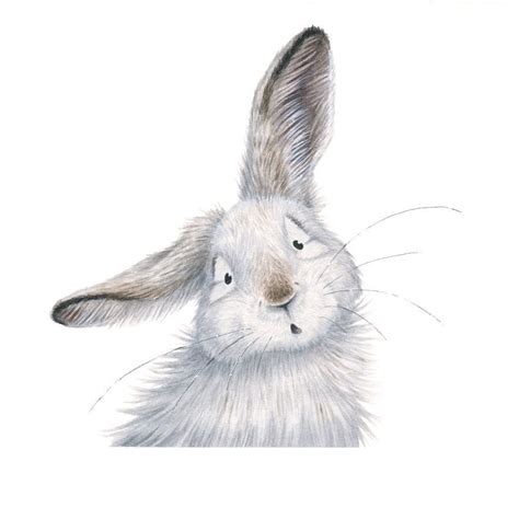 Another One In The Series This Time Is The Snowshoe Hare Called Albert