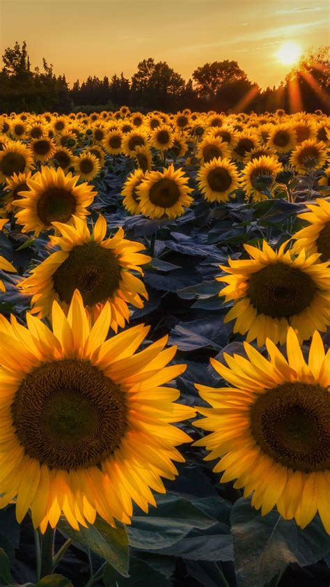 Sunflower Wallpaper Iphone Xr Best Flower Site