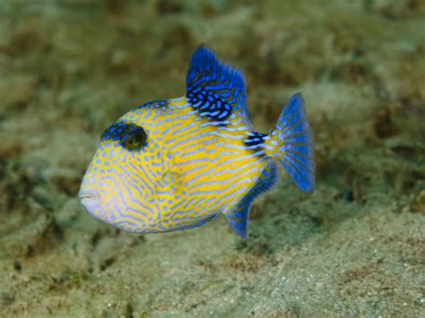 Yellow Spotted Triggerfish Juvenile Myfishgallery