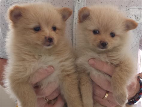 Maybe you would like to learn more about one of these? Beautiful Pomeranian Puppies | Deeside, Clwyd | Pets4Homes