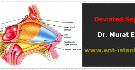 Nasal Septum Deviation Symptoms Diagnosis And Treatment
